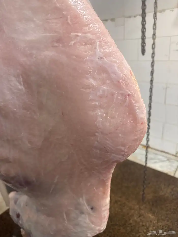 حوار لباني شرط عمره(4)اشهر والحم مضمون ف الصحن 1