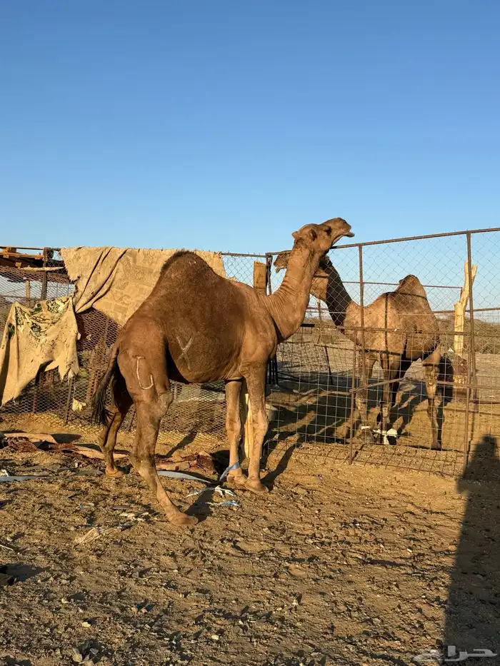 بعير حمر كايف 0