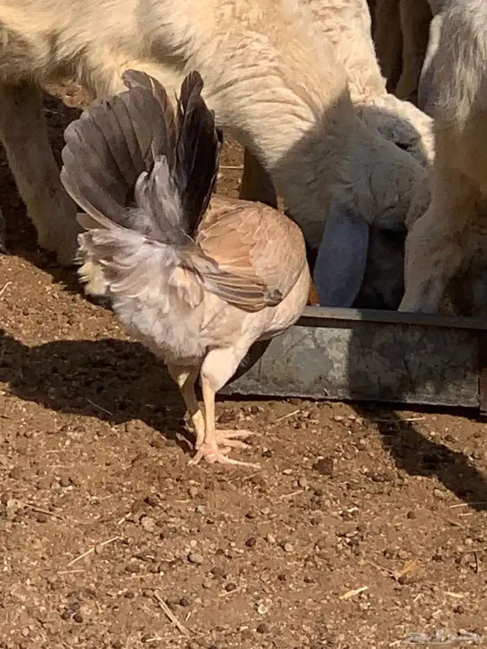 دجاج بلدي اصيل 4