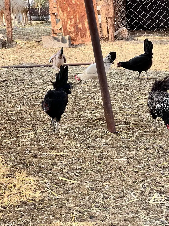 دجاج بياض وحضان ومنتج 3