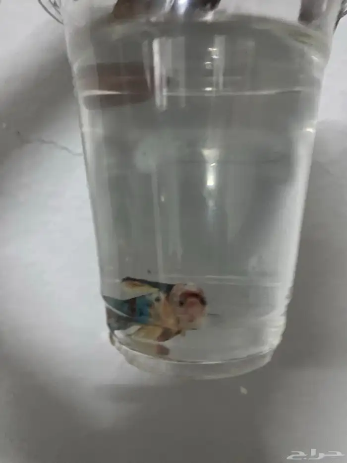 أسماك أنثى أو ذكر للبيع 6