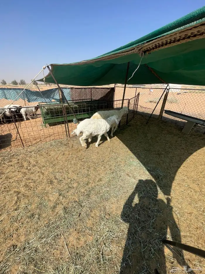 حريه ثنيه والد معه خروف عمره شهرين ونص 0