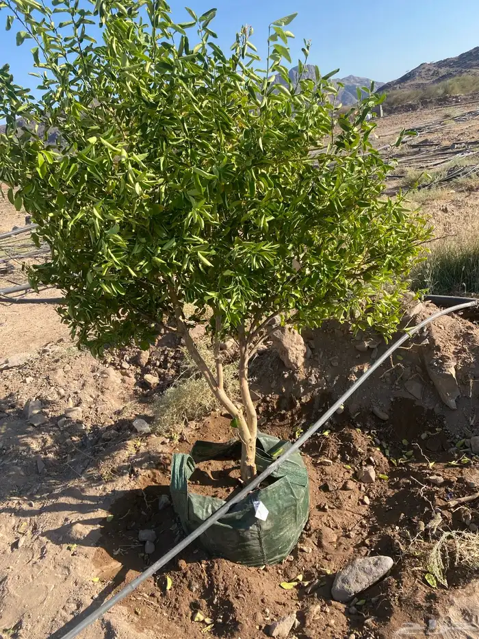 اشجار ليمون بن زهير مثمره عمرخمس سنوات مقلوعه في كيس زراعي 0