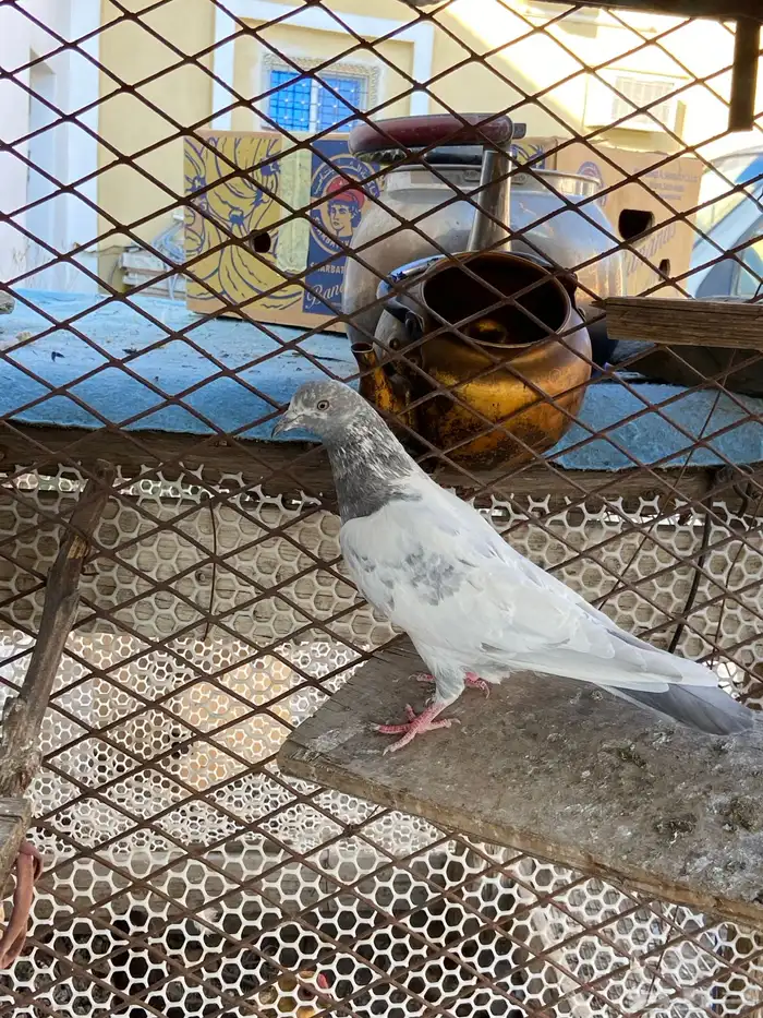 حمام باكستاني 2