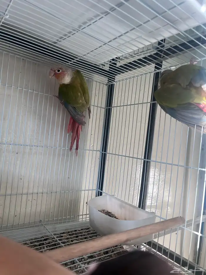 كنيور للبيع واغراض مطير 3