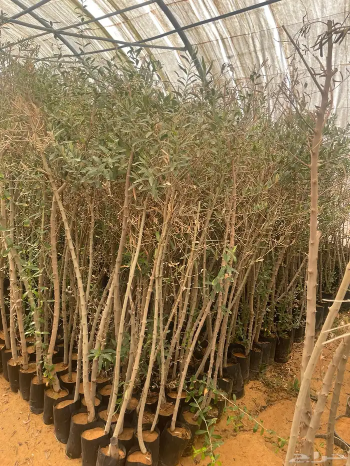 اشجار زيتون 6