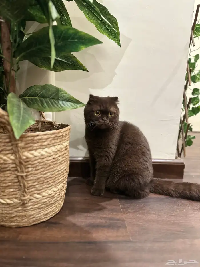 سكوتش فولد Chocolate - أنثى 1