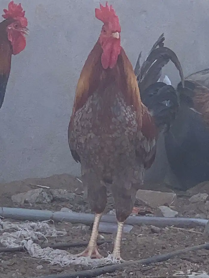 دجاج بلدي اصيل 13