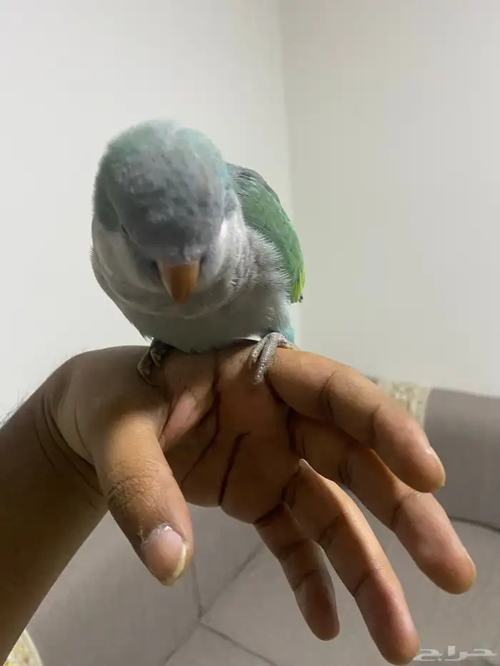 كويكر ببغاء 0