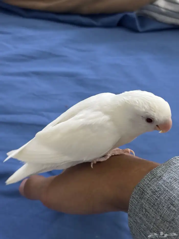 روز البينو عيون احمر اليف 0