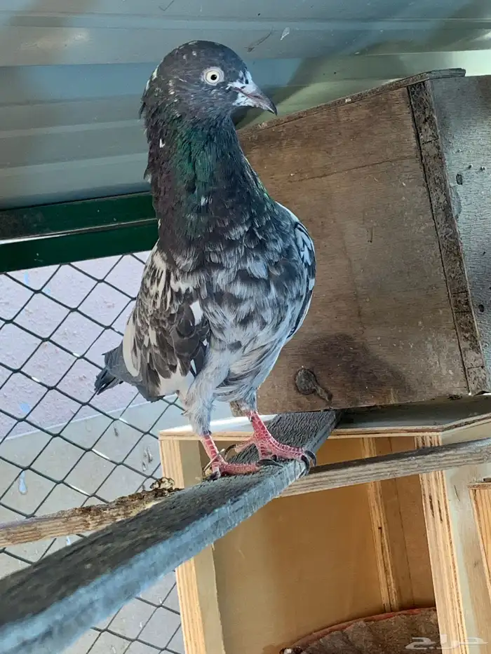 سهران بوري بيور للبيع 0