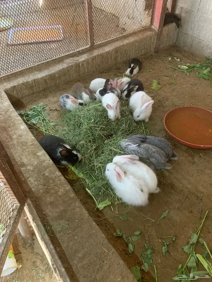 ارنب بلدي  وفرنسي 5