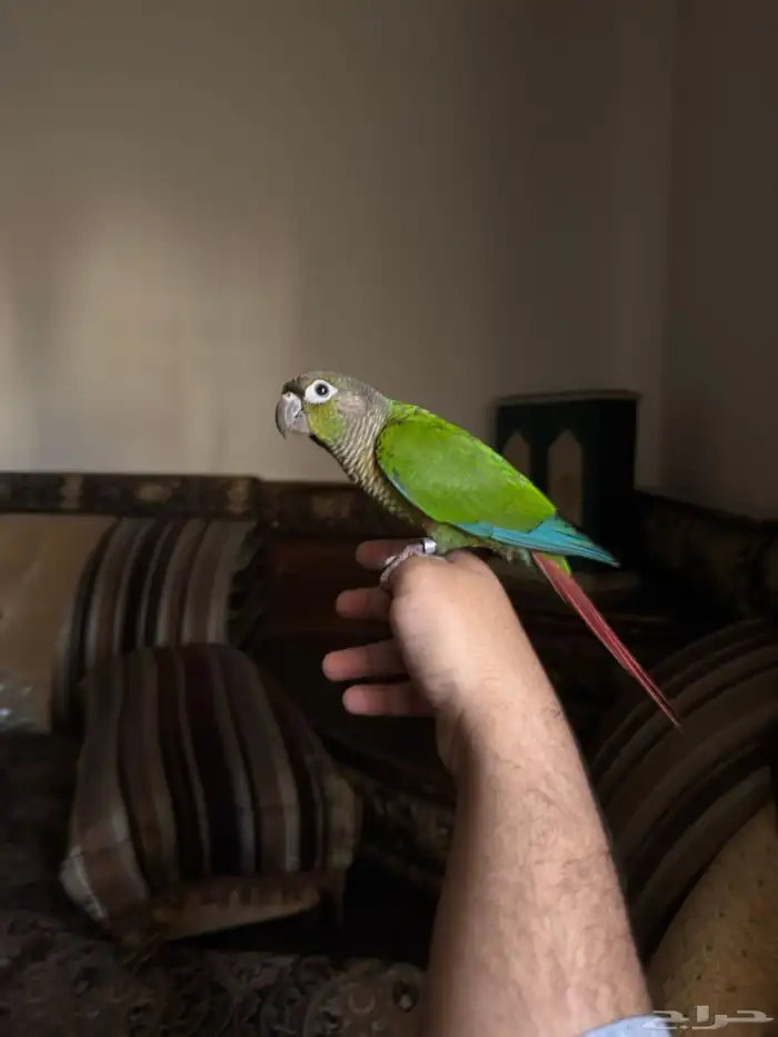 ببغاء كنيور اليف 6
