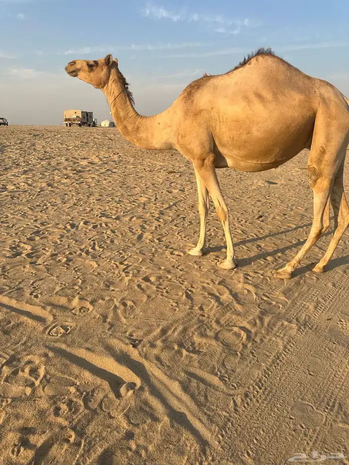 ناقه عمانيه لقحه ملاقي 1