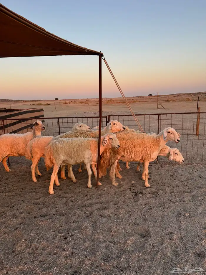 حريات مقاني العدد8 11