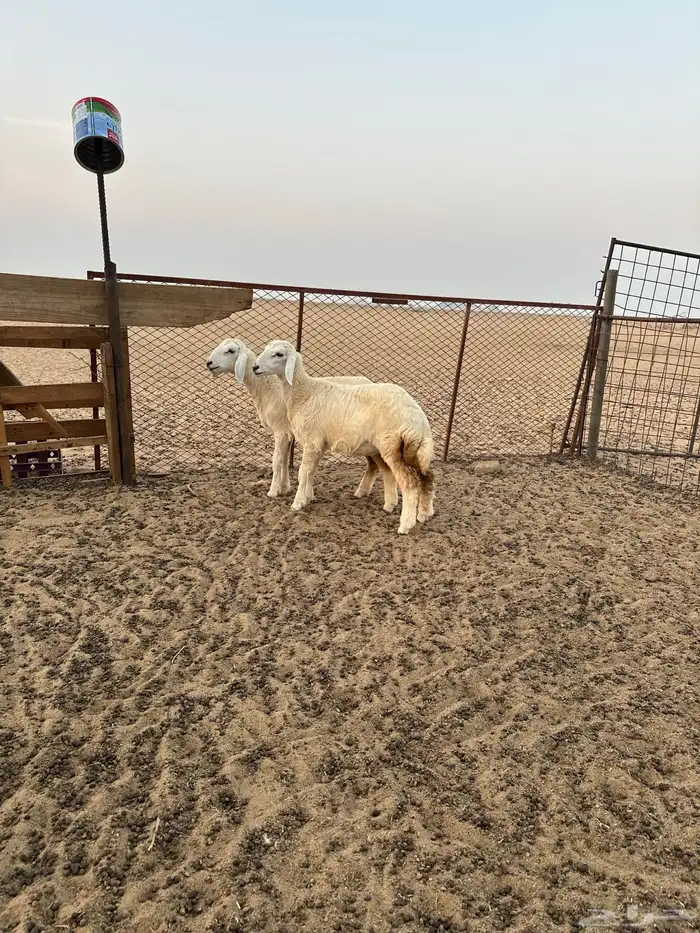 بهم تربية رخال 0