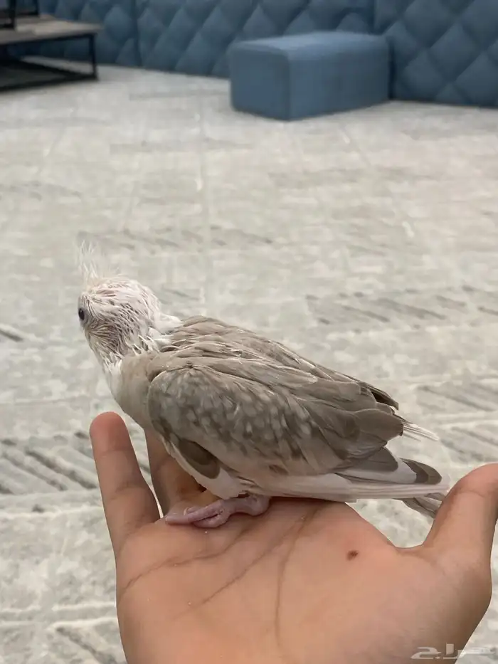 فرخ كروان هولندي فراشه 2