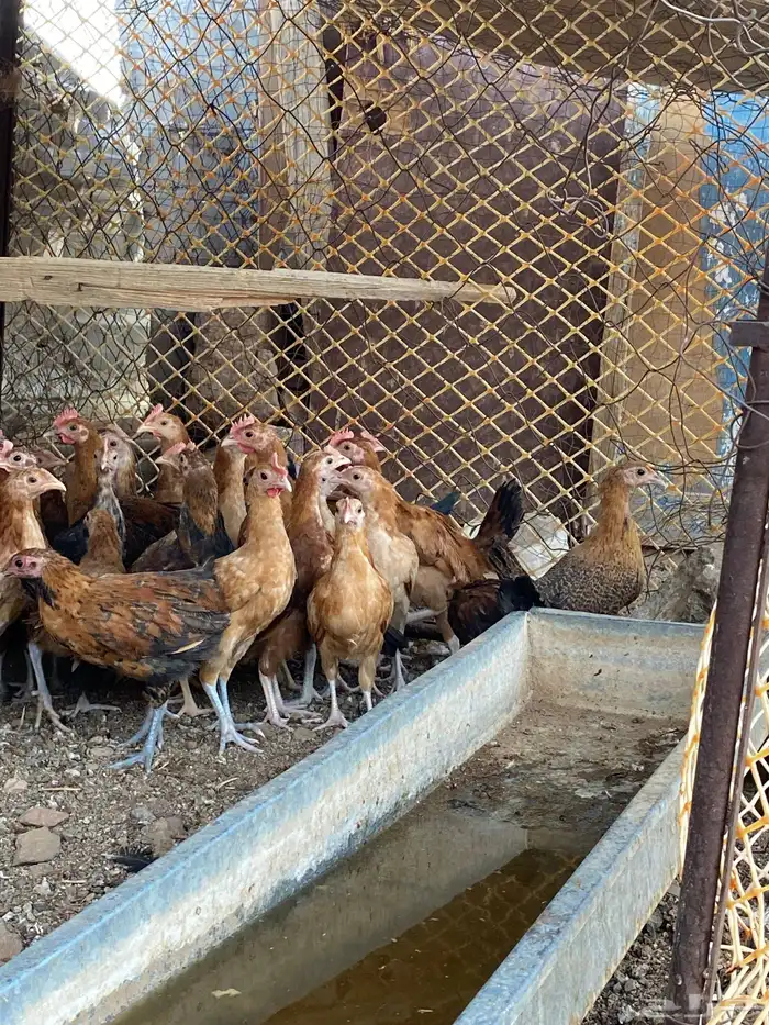 سلام عليكم ورحمة وبركاته 0