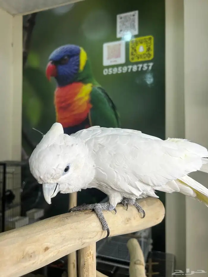 كوكاتو ديكروب اليف ومتكلم 7