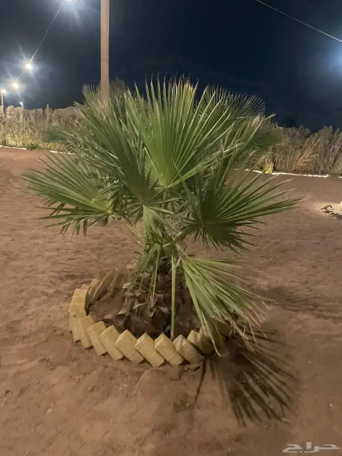 نخل واشنطني امريكي 0