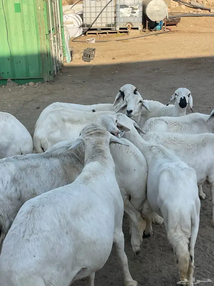 ضان دفع بفحلها شعره قصيره للبيع عدد 13 7