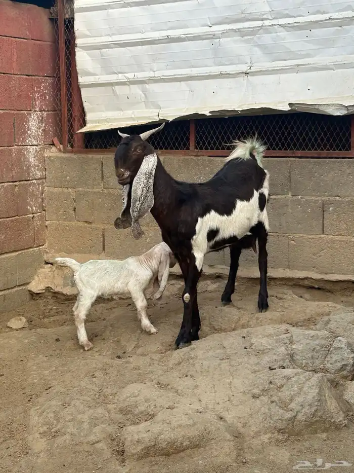 معزا مطوره فاخره 8