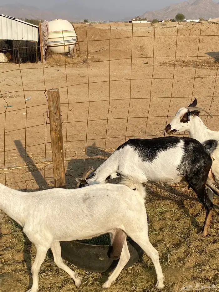 معزا بيشيات 8