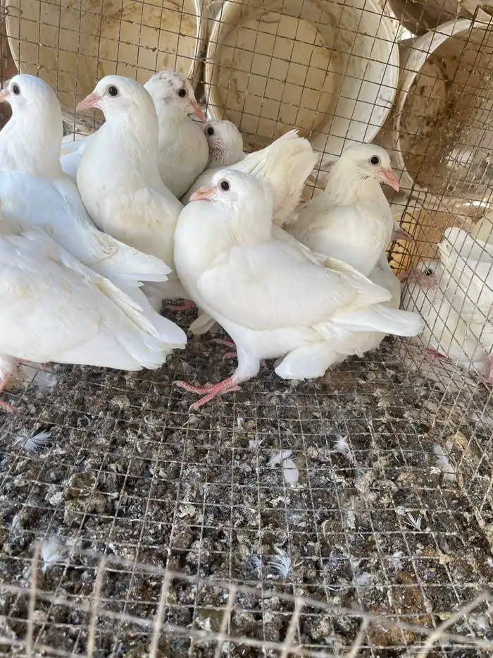 فروخ حمام فرنسي 1