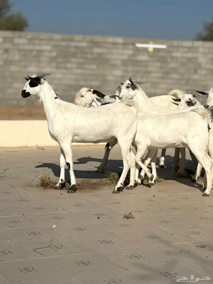 جفرات بيشيه 22