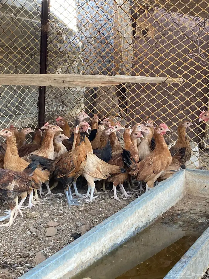 سلام عليكم ورحمة وبركاته 2