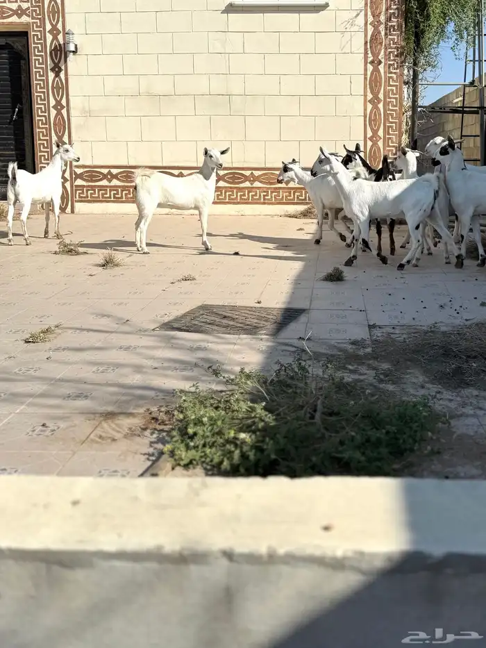 جفرات بيشيه 17