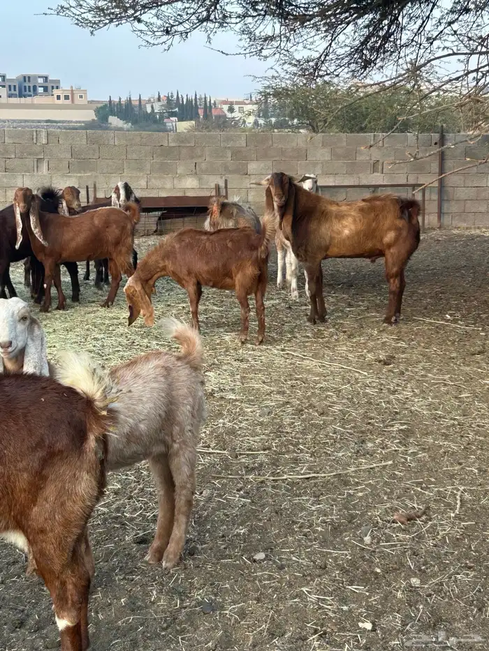 معزا مطوره فاخره 3