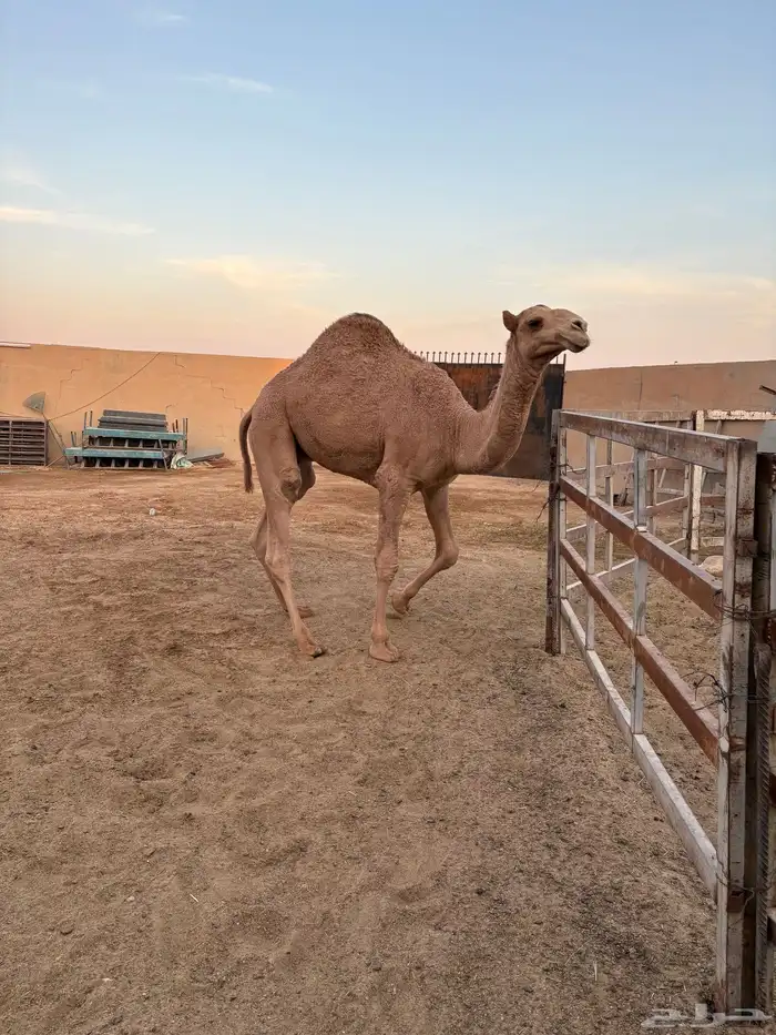 قعود أشعل طايش وزن وزن سومه 8000 6