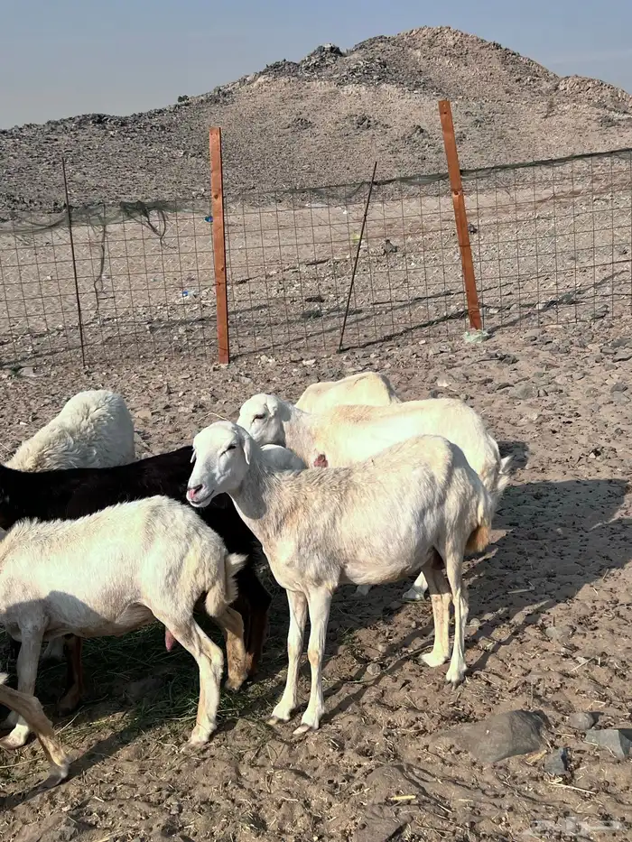 رفيديات مواليد ودفع 1