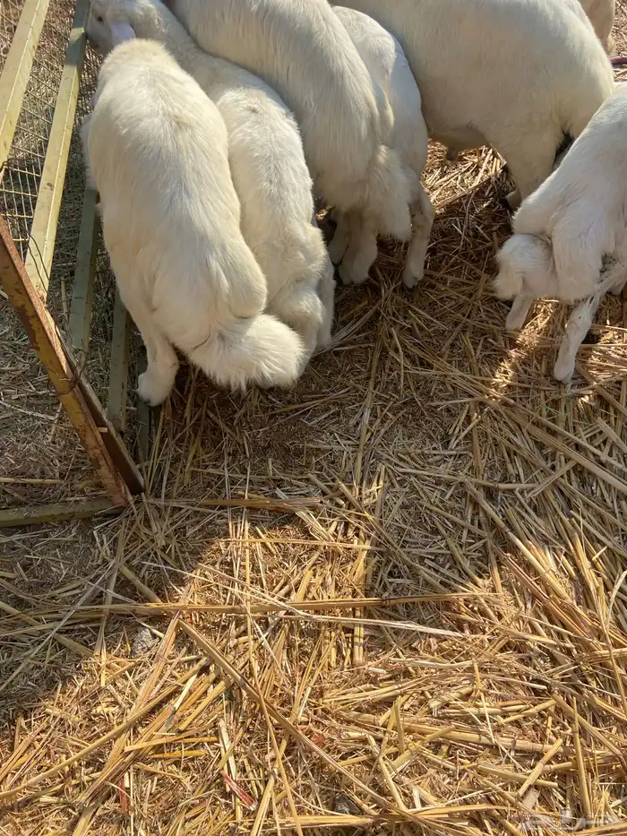 طليان ورخال 9