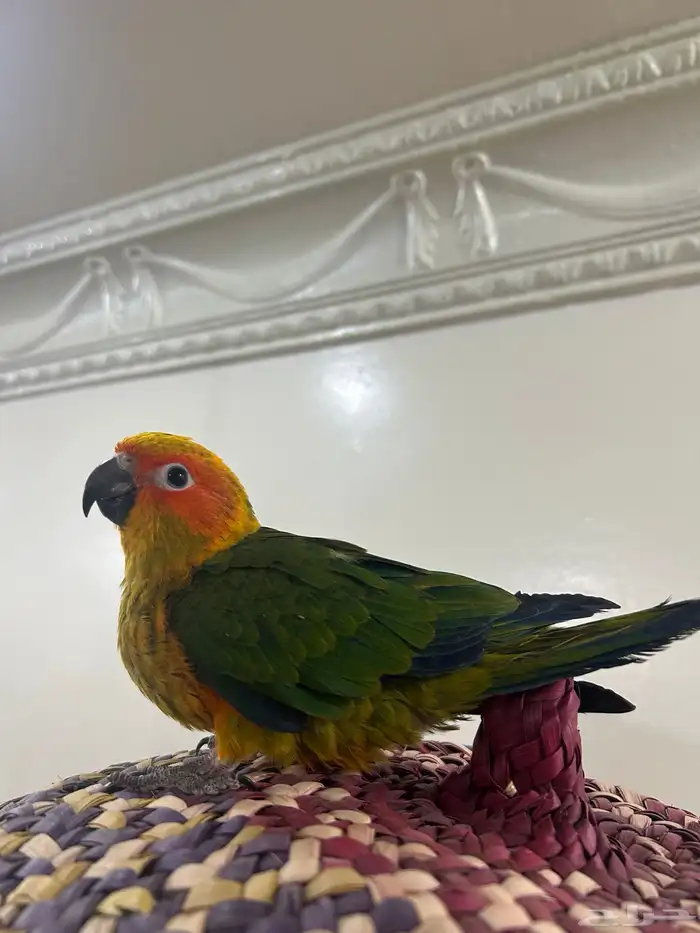 فرخ صن كنيور قريب فطم ليف ولعوب 2