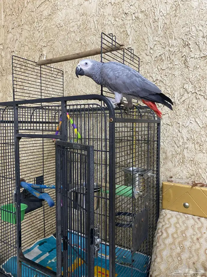 ببغاء كاسكو 3