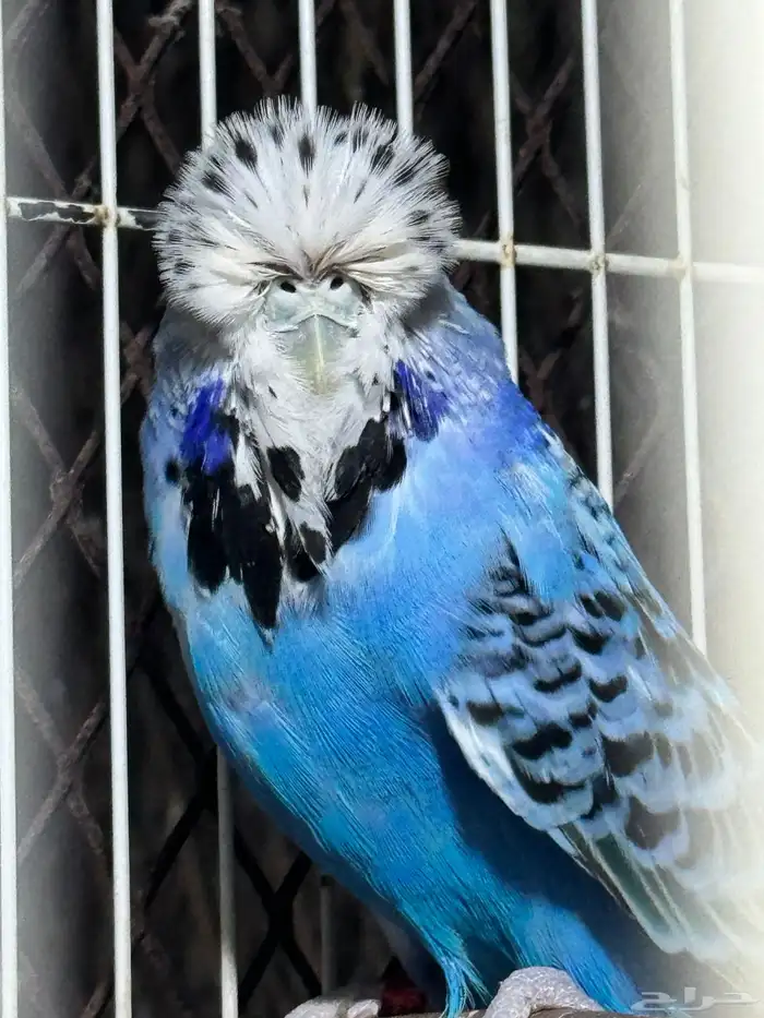 انثى بادجي انجليزي 9