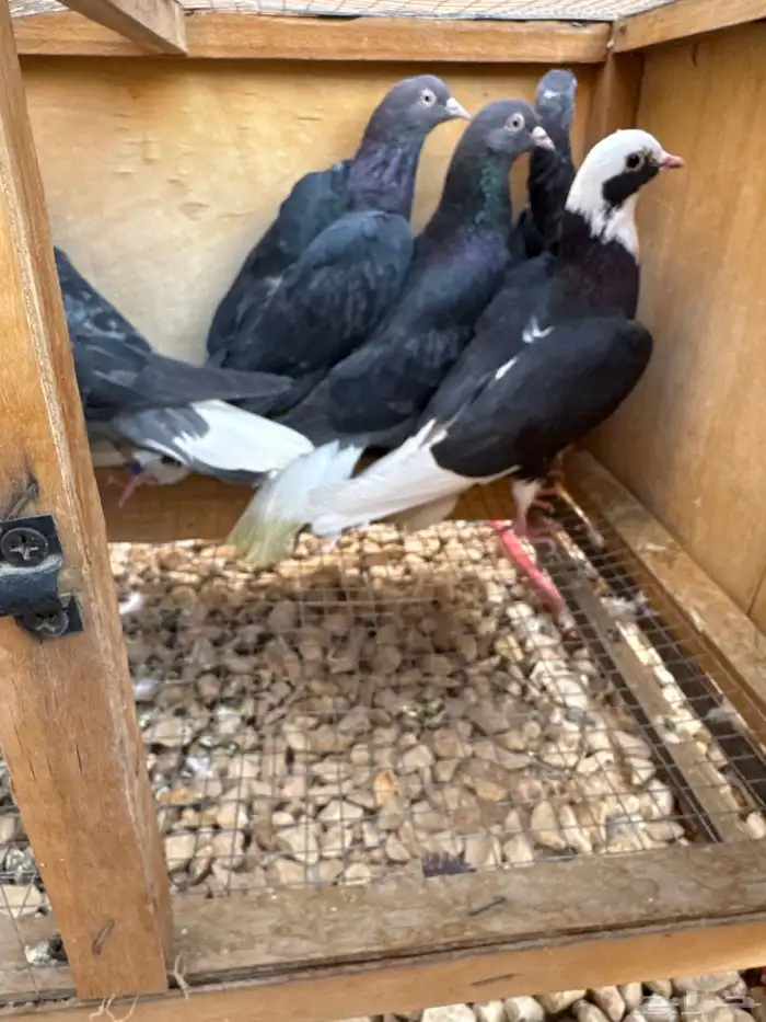 قطايف العدد6 0