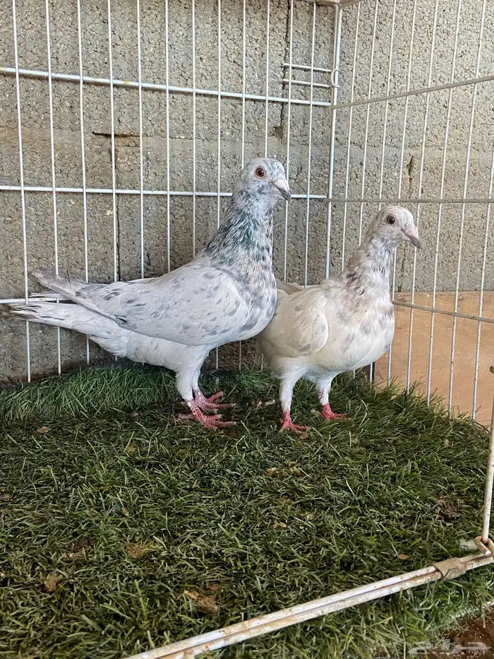 حمام زاجل ثلاث اجواز 1