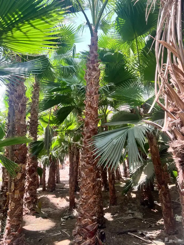 نخيل واشنطوني زينه والنخيل العربي بجميع أنواعه 3