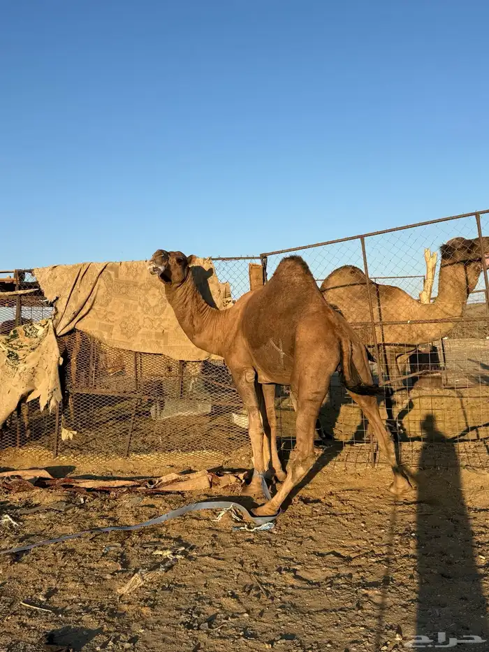 بعير حمر كايف 12