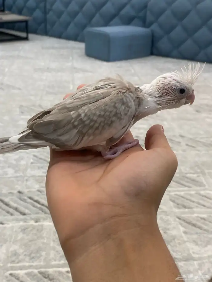 فرخ كروان هولندي فراشه 0