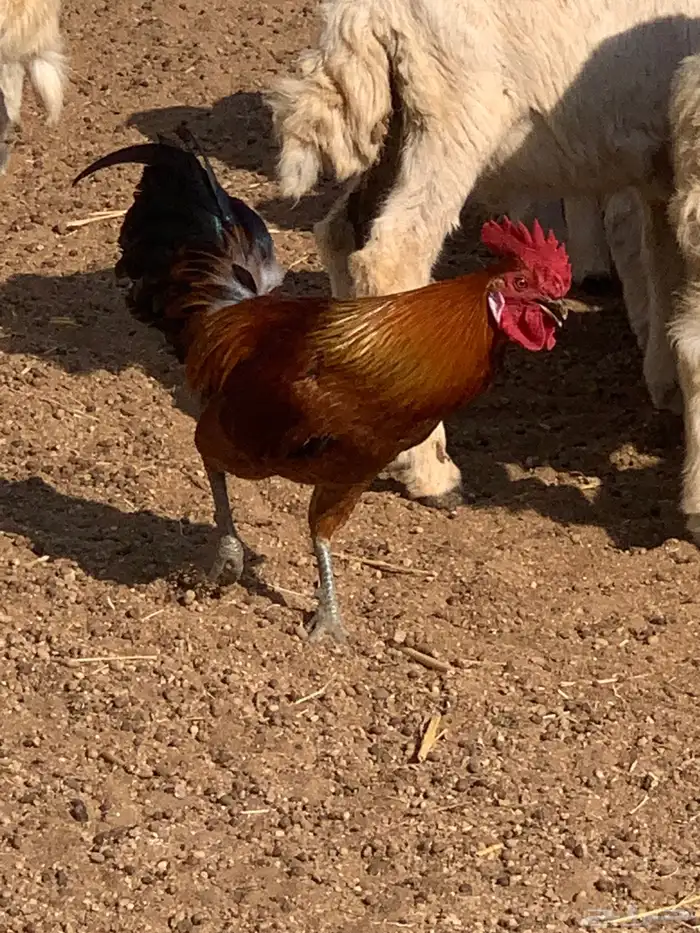دجاج بلدي اصيل 1