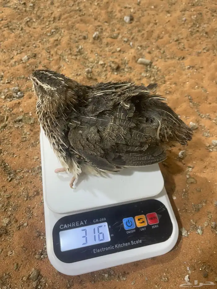 بيض سمان هجين تكساس 4