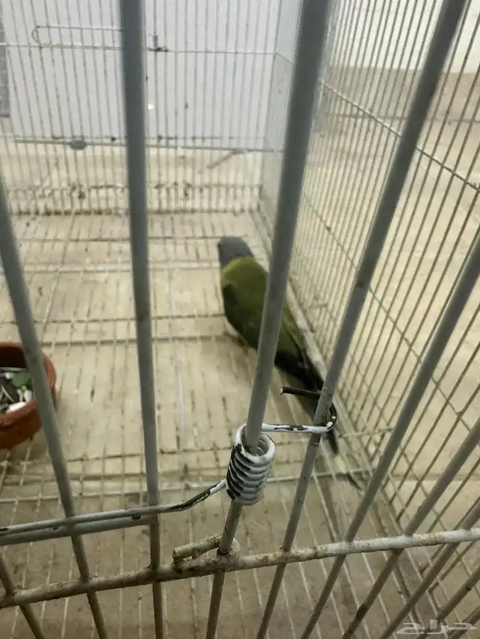 انثي بالم هد 2