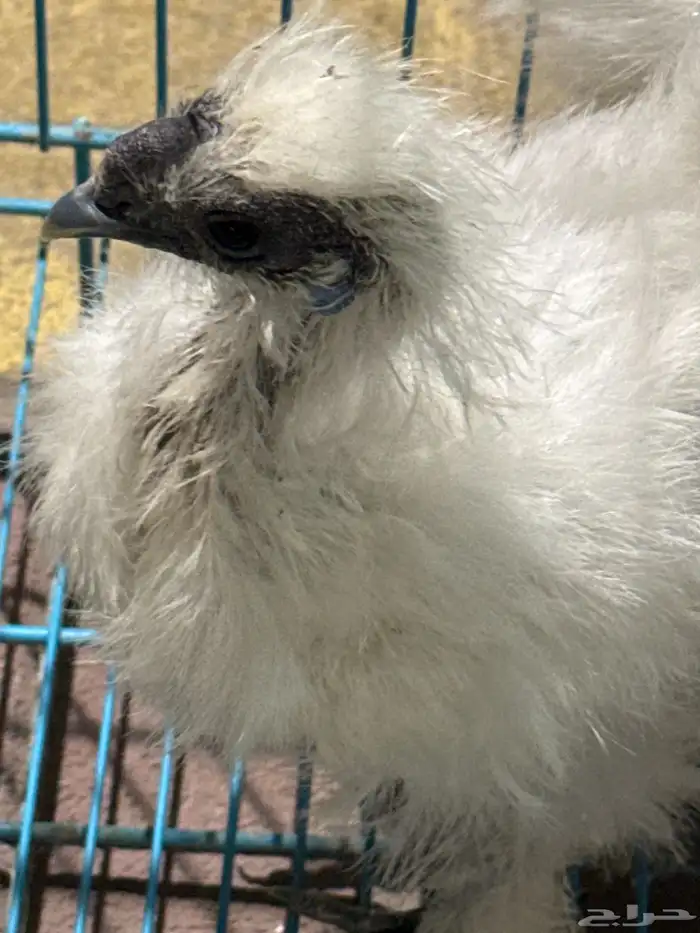 دجاج قطني أمريكي خمس أصابع أذن زرقاء 2