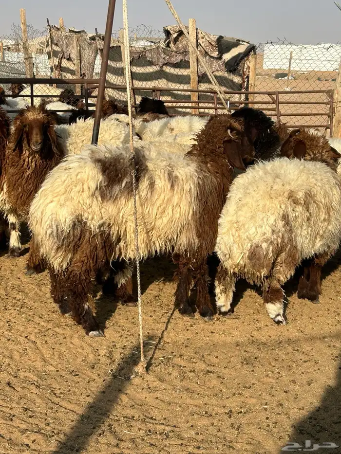 ذبايح وتمايم 0