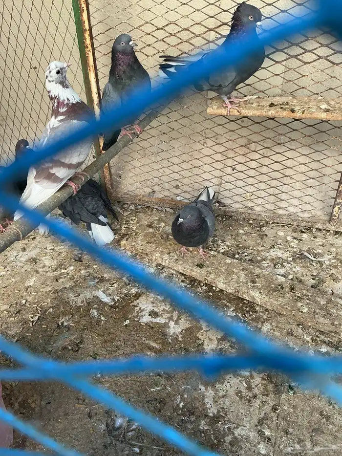 قطايف للبيع 13