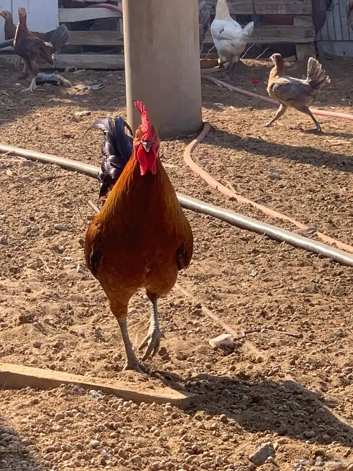 دجاج بلدي اصيل 15
